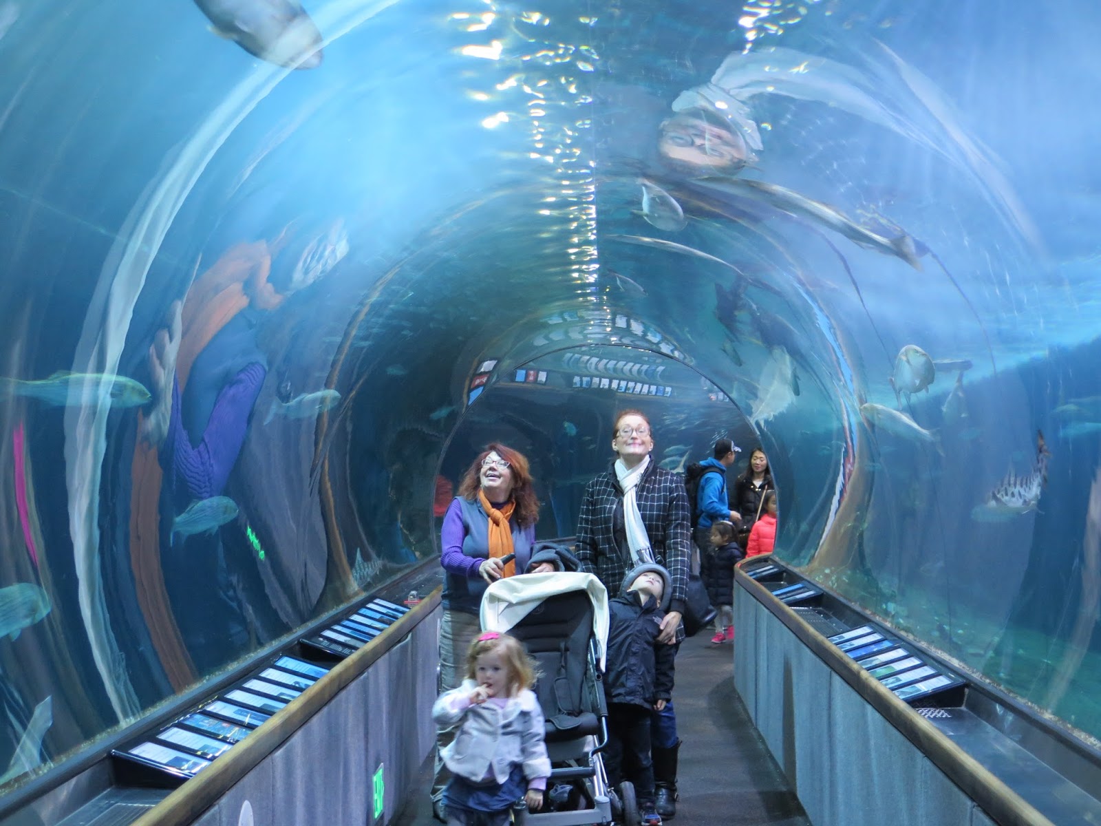 Where is Cookie? San Francisco's Bay Aquarium brings out the kid in