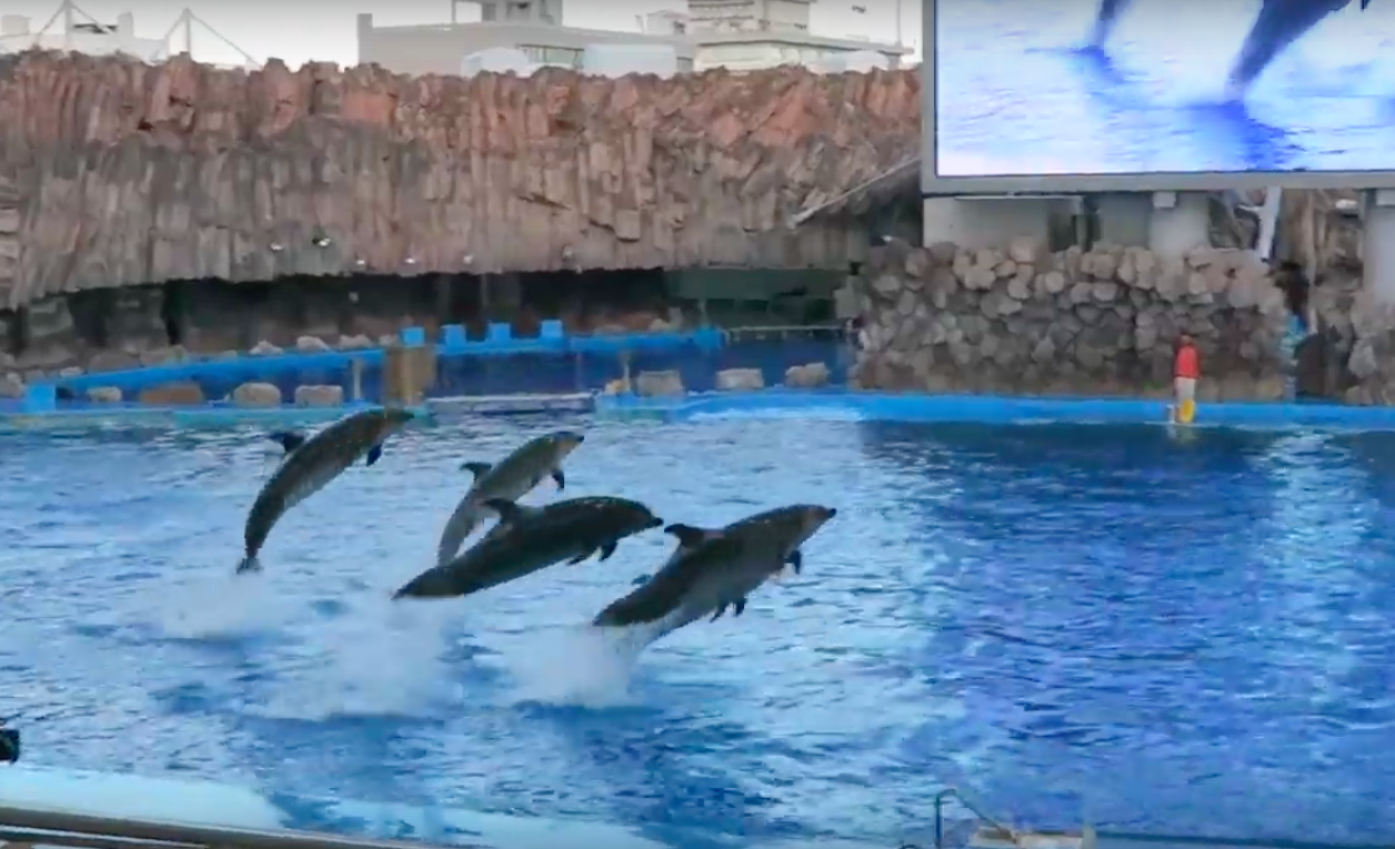 Miss HappyFeet A Visit to the Port of Nagoya Public Aquarium Is it