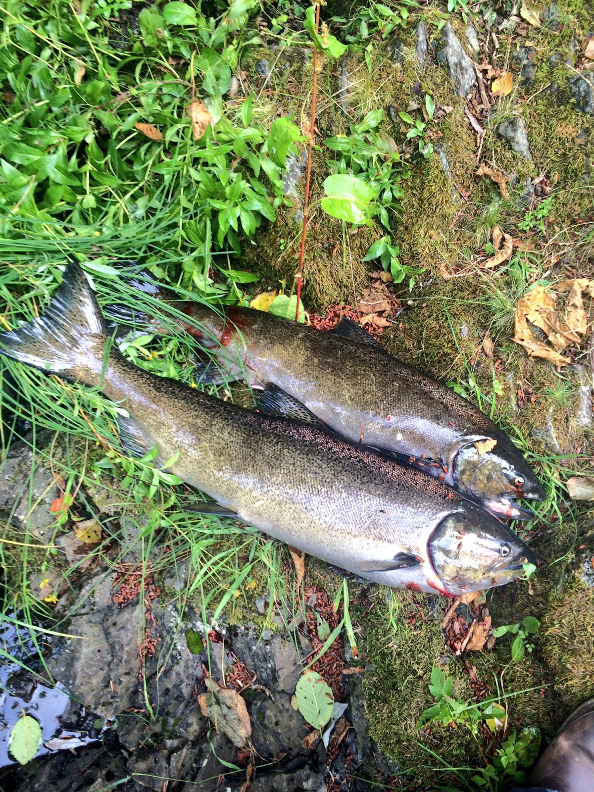 Fish Oregon Summer Chinook near Portland Oregon